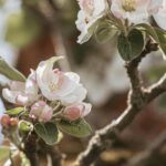 Äppelblütefest in Naurod führt zu weiträumigen Umleitungen vom 8. bis 11. Mai