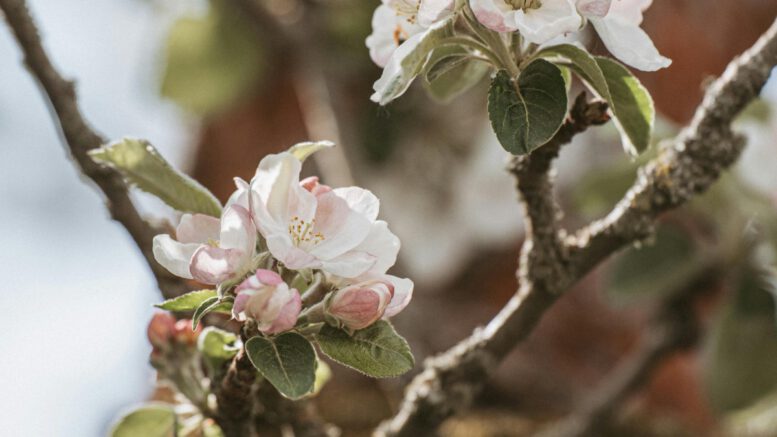 Äppelblütefest in Naurod führt zu weiträumigen Umleitungen vom 8. bis 11. Mai