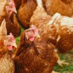 Wiesbaden erlaubt Geflügel wieder ins Freie unter Auflagen